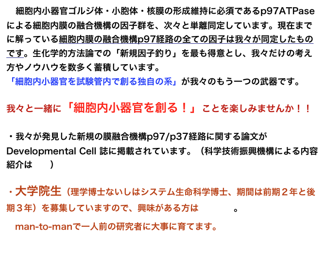 　細胞内小器官ゴルジ体・小胞体・核膜の形成維持に必須であるp97ATPaseによる細胞内膜の融合機構の因子群を、次々と単離同定しています。現在までに解っている細胞内膜の融合機構p97経路の全ての因子は我々が同定したものです。生化学的方法論での「新規因子釣り」を最も得意とし、我々だけの考え方やノウハウを数多く蓄積しています。
「細胞内小器官を試験管内で創る独自の系」が我々のもう一つの武器です。

我々と一緒に「細胞内小器官を創る！」ことを楽しみませんか！！

・我々が発見した新規の膜融合機構p97/p37経路に関する論文が Developmental Cell 誌に掲載されています。（科学技術振興機構による内容紹介はここ）

・大学院生（理学博士ないしはシステム生命科学博士、期間は前期２年と後期３年）を募集していますので、興味がある方はここから。

　man-to-manで一人前の研究者に大事に育てます。
